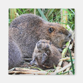 Baby Beaver en Familie Foto Magneet (Voorkant)