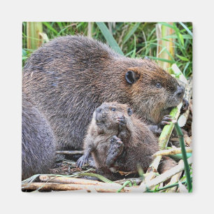 Baby Beaver en Familie Foto Magneet