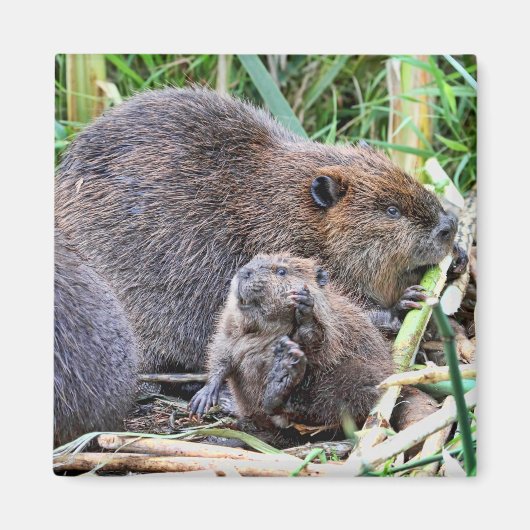 Baby Beaver en Familie Foto Magneet (Voorkant)