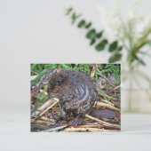 Baby Beaver-foto Briefkaart (Staand voorkant)