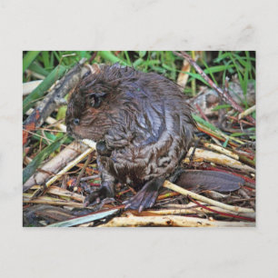 Baby Beaver-foto Briefkaart