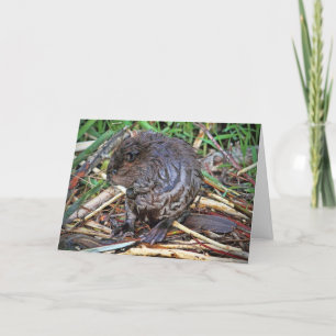 Baby Beaver-foto Kaart