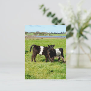Baby Belted Galloway Calves, Briefkaart