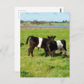 Baby Belted Galloway Calves, Briefkaart (Voorkant / Achterkant)