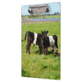 Baby Belted Galloway Calves, klembord (Links)