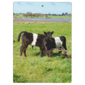 Baby Belted Galloway Calves, klembord (Achterkant)