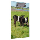 Baby Belted Galloway Calves, klembord (Rechts)