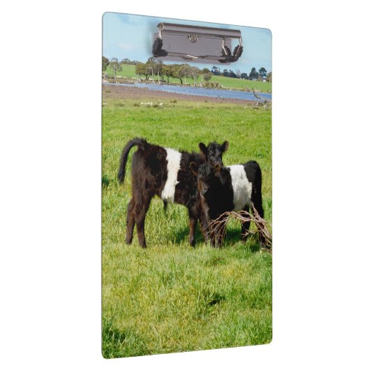 Baby Belted Galloway Calves, klembord (Rechts)