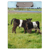 Baby Belted Galloway Calves, klembord (Voorkant)