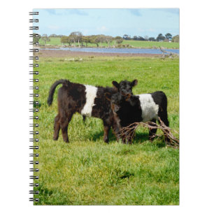 Baby Belted Galloway Calves, Notitieboek
