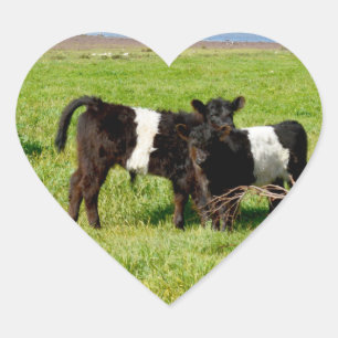 Baby Belted Galloway Koeien, hart Sticker