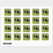 Baby Belted Galloway Koeien, vierkante Stickers (Vel)
