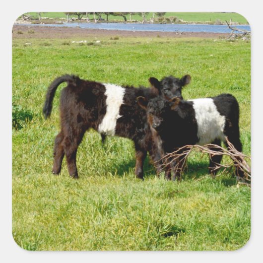 Baby Belted Galloway Koeien, vierkante Stickers (Voorkant)