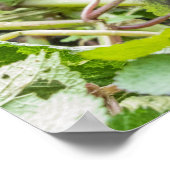 Baby berggorilla poster (Hoek)
