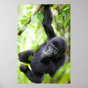 Baby berggorilla speelt in regenwoud poster