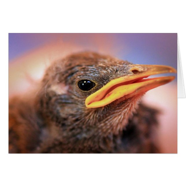 Baby Bird (Voorkant Horizontaal)
