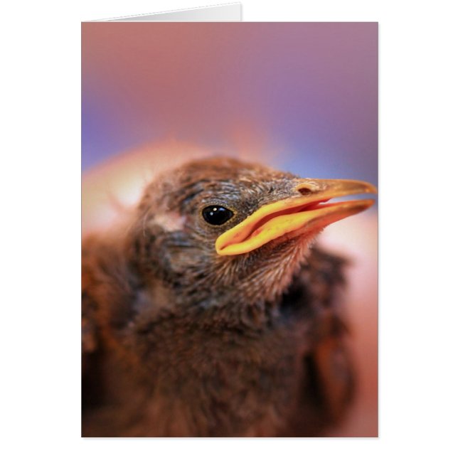 Baby Bird (Voorkant)
