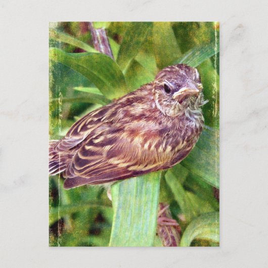Baby Bird Briefkaart (Voorkant)