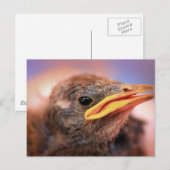 Baby Bird Briefkaart (Voorkant / Achterkant)