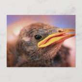 Baby Bird Briefkaart (Voorkant)
