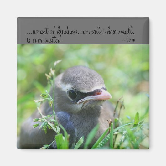 Baby Bird Kindness Quote Inspirerend Magnet (Voorkant)