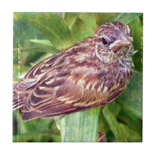 Baby Bird Tegeltje (Voorkant)