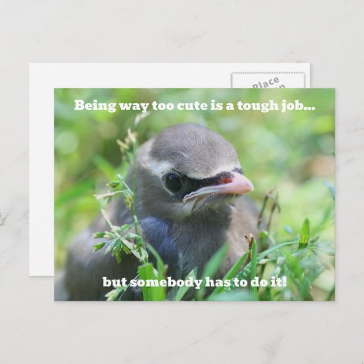 Baby Bird Too Cute Humorous  Briefkaart (Voorkant / Achterkant)