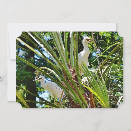 Baby Birrds Kaart (Voorkant)