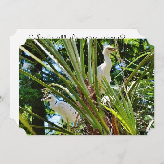 Baby Birrds Kaart (Voorkant / Achterkant)