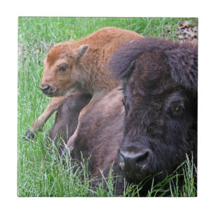 Baby Bison Calf Playin op moeders rug Tegeltje