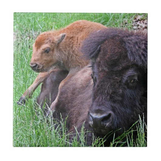 Baby Bison Calf Playin op moeders rug Tegeltje (Voorkant)