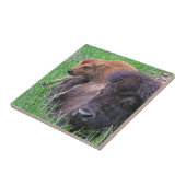 Baby Bison Calf Playin op moeders rug Tegeltje (Zijkant)