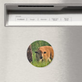 Baby Bison Magnet (Insitu (Vaatwasser))