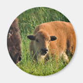 Baby Bison Magnet (Voorkant)