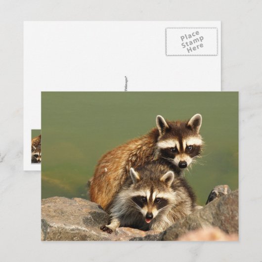 Baby blaasjes briefkaart (Voorkant / Achterkant)