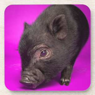 Baby Black Pig Bier Onderzetter