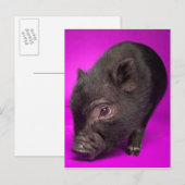 Baby Black Pig Briefkaart (Voorkant / Achterkant)