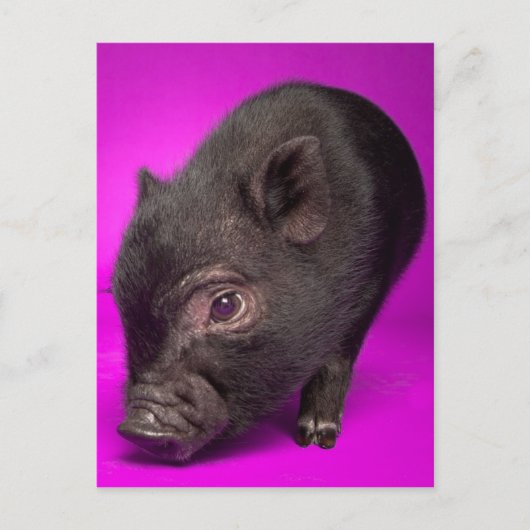 Baby Black Pig Briefkaart (Voorkant)