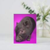 Baby Black Pig Briefkaart (Staand voorkant)