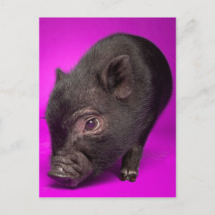 Baby Black Pig Briefkaart