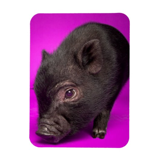 Baby Black Pig Magneet (Verticaal)