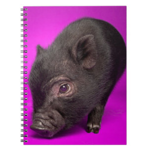 Baby Black Pig Notitieboek