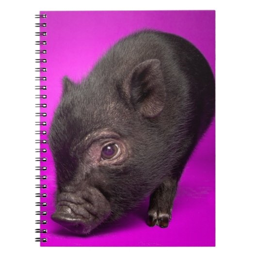Baby Black Pig Notitieboek (Voorkant)