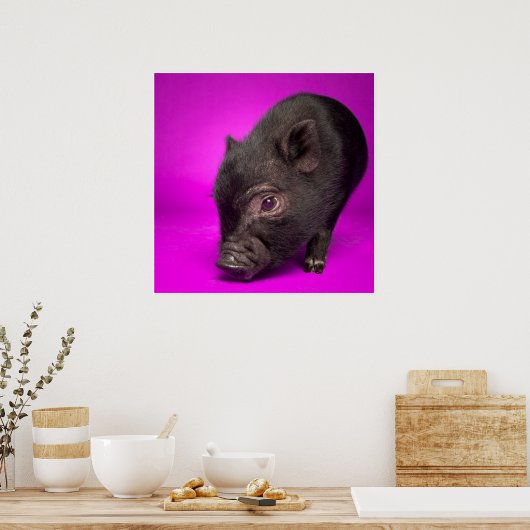 Baby Black Pig Poster (Keuken)