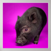 Baby Black Pig Poster (Voorkant)