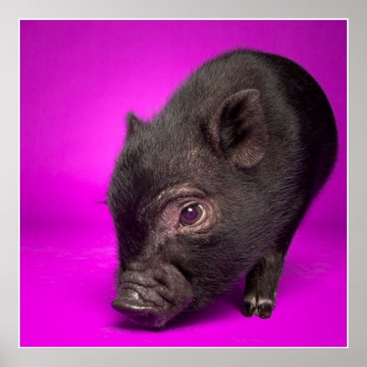 Baby Black Pig Poster (Voorkant)
