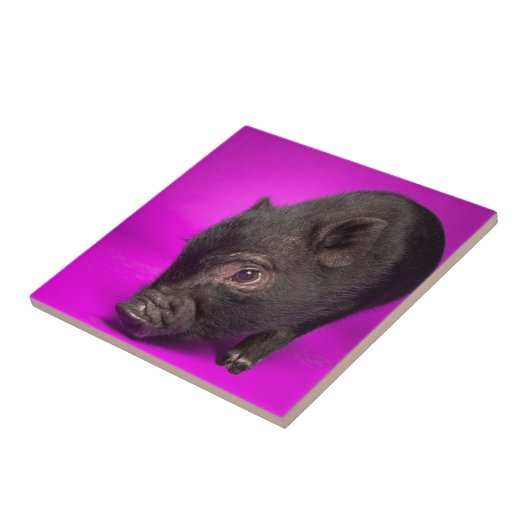 Baby Black Pig Tegeltje (Zijkant)