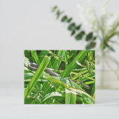 Baby Black Rat Snake - Elaphe obsoleta obsoleta Briefkaart (Staand voorkant)