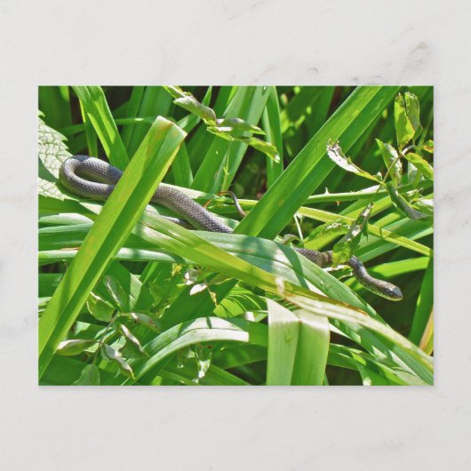 Baby Black Rat Snake - Elaphe obsoleta obsoleta Briefkaart (Voorkant)