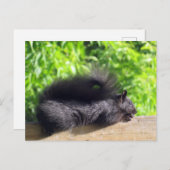 Baby Black Squirrel Sunbathing op Balcony Rail Briefkaart (Voorkant / Achterkant)